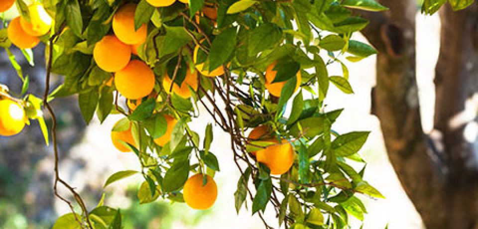 برنامه مصرف کود ارگانیک در درختان میوه و بوته خیار و گوجه