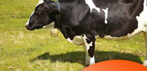 بررسی فواید مکمل غذایی در گاو ها